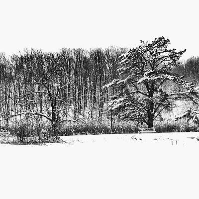 Tree and Bench #2, Cheesequake Park 2015 by Robert Hopkins Tree and Bench #2, Cheesequake Park 2015 by Robert Hopkins