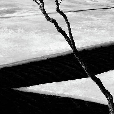 Wall Art - Photograph - Tree and Ice by Dave Bowman
