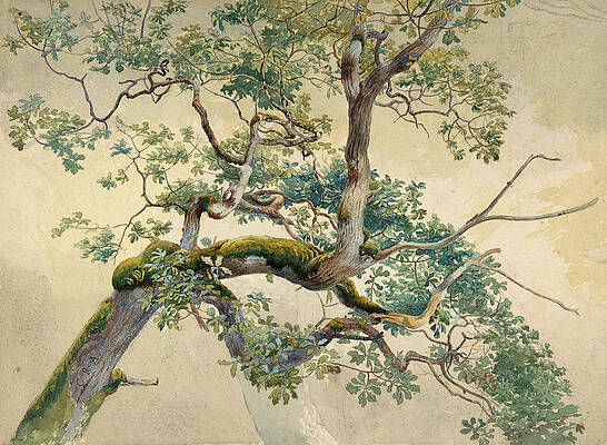 Wall Art - Painting - Tree Branches. by Charles Reginald Aston