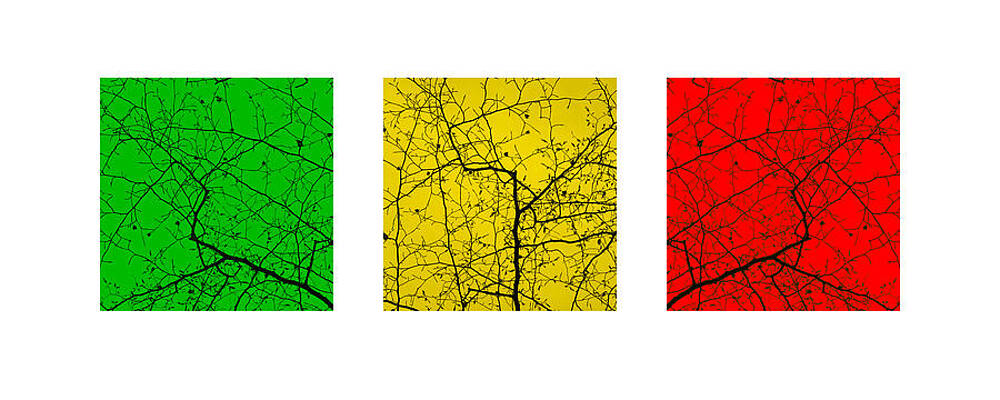 Tree Canopy by David Jeffery
