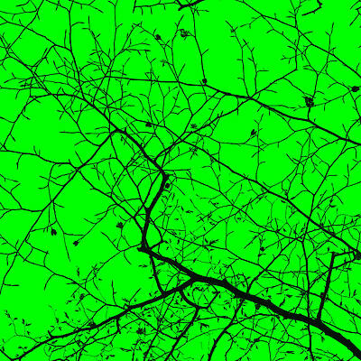Tree Canopy in Green by David Jeffery