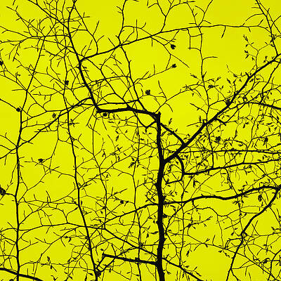 Tree Canopy in Yellow by David Jeffery