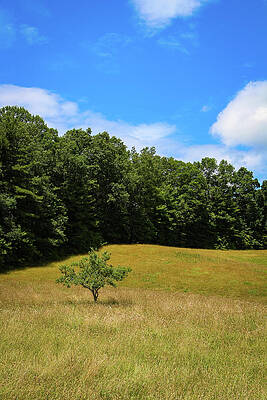 Tree in a Meadow by David Burnside