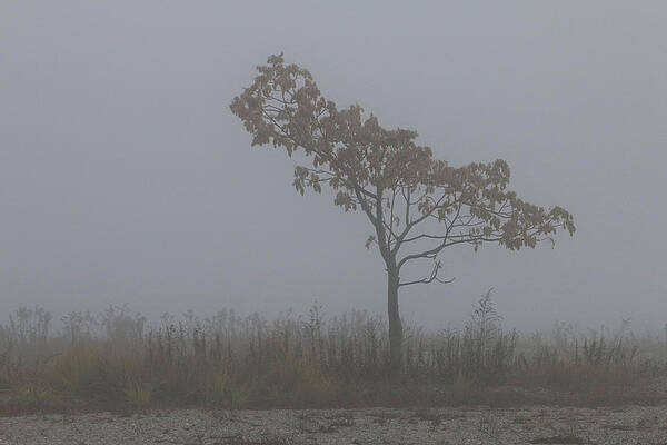 Tree in Fog by William Selander Tree in Fog by William Selander