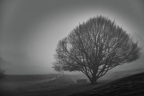 Wall Art - Photograph - Tree Shrouded In Mist With Bench by Cavan Images