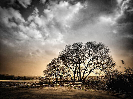 Wall Art - Photograph - Tree Standing Empty by Youngil Kim