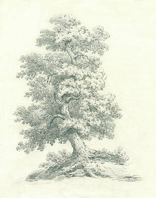 Wall Art - Painting - Tree Study II by Wild Apple Portfolio