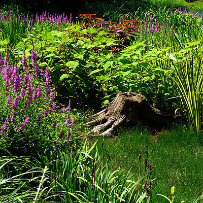 Tree Stump and Flowers Squared by Michael McBrayer Tree Stump and Flowers Squared by Michael McBrayer