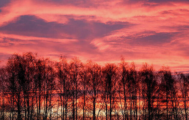 Wall Art - Photograph - Trees Are Pictured at Sunrise in Tula by Maxim Shemetov