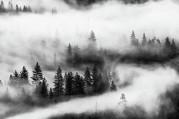 Trees in the mist 2 by Stephen Holst Trees in the mist 2 by Stephen Holst