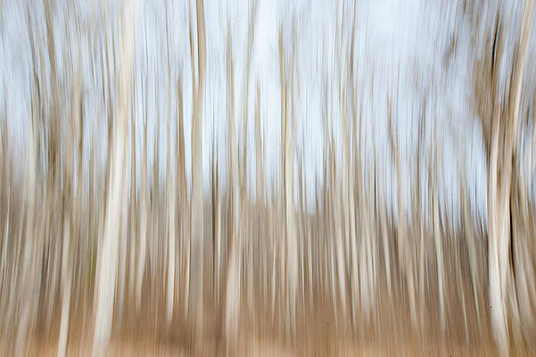 Wall Art - Photograph - Trees on the Move by Mark Duehmig