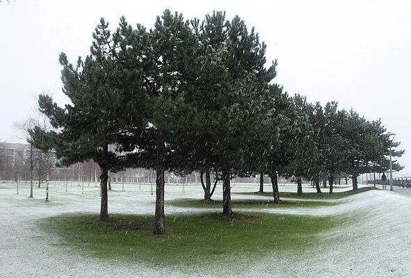 Wall Art - Photograph - Trees Protect a Small Patch of Grass by Steven Watt