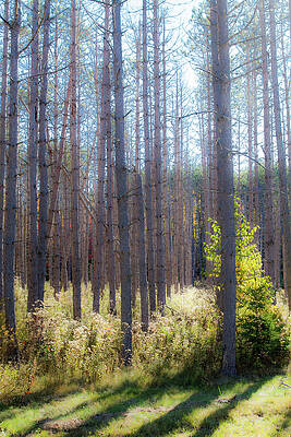 Wall Art - Photograph - Trees Through the Forest by Steven David Roberts