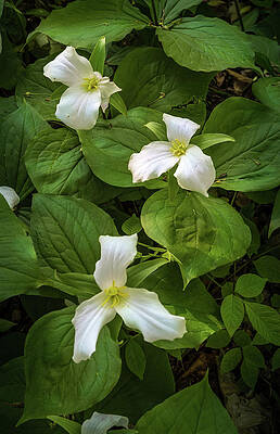 Trillium In The Woods by Randall Evans Trillium In The Woods by Randall Evans