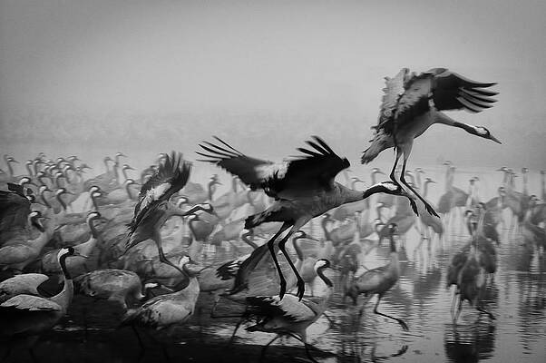 Wall Art - Photograph - Trio by Ido Meirovich