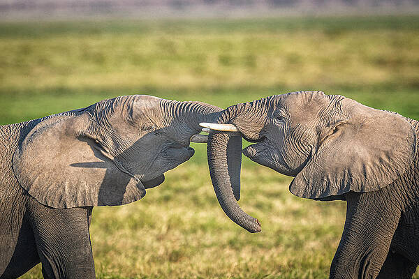 Elephants Engaging in Playful Interaction Print