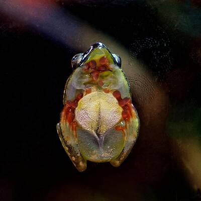 Wall Art - Photograph - Tucked Toes - Riggenbach's Reed Frog by KJ Swan