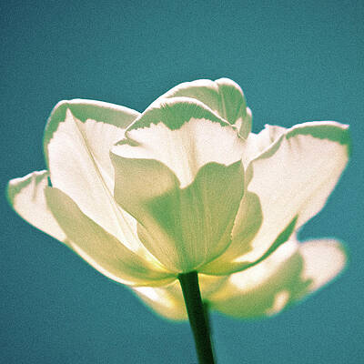 特別価格DesignArt Tulips In Bloom花柄メタルウォールアート - mt3428