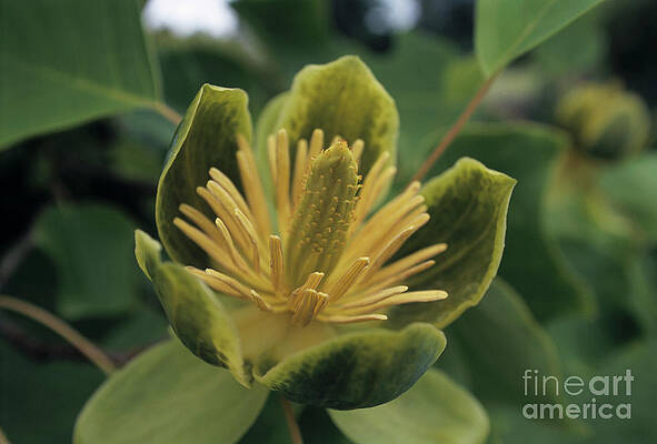 Wall Art - Photograph - Tulip Tree Flower by Science Photo Library