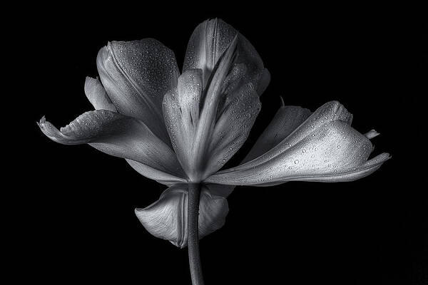 Floral Photographs (Page #9 of 35) | Fine Art America