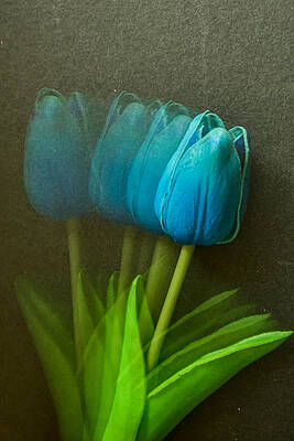 Blue Tulips Art | Pixels