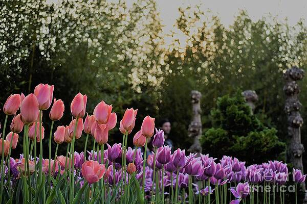 Tulips by Abigail Fernandes