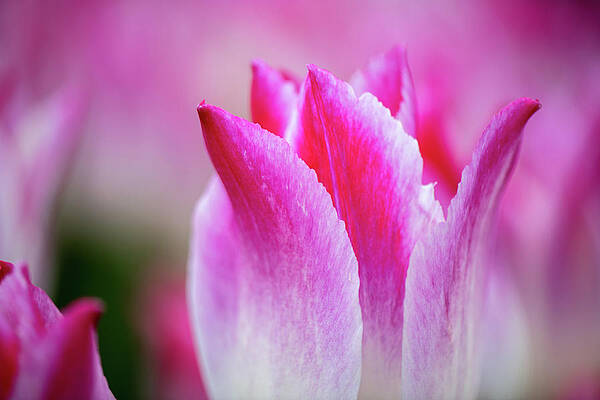 Tulips in Bloom by Josh Eral Tulips in Bloom by Josh Eral