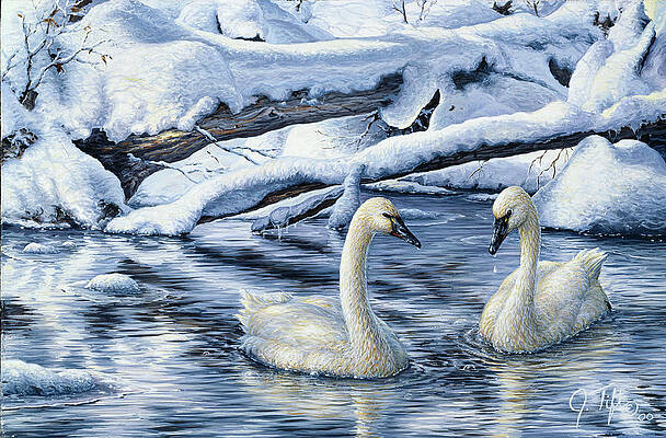 Framed Original Miniature Fine Art Painting Tundra Swans Stop for a Rest in Rice Field During Migration-