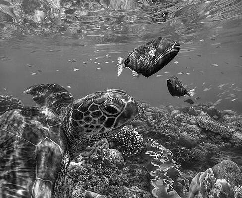 Wall Art - Photograph - Turtle And Triggerfish by Tim Fitzharris