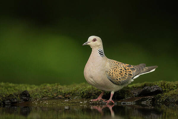 Wall Art - Photograph - Turtle Dove Standing At A Drinking Pool. Hungary. by Paul Hobson / Naturepl.com