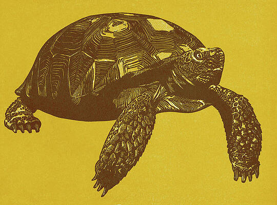 https://render.fineartamerica.com/images/images-profile-flow/400/images/artworkimages/mediumlarge/2/turtle-on-yellow-background-csa-images.jpg