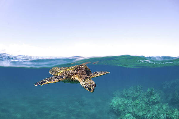 Wall Art - Photograph - Turtle Split View by M Swiet Productions