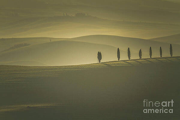 Tuscan Scenery with Cypress Trees by Heiko Koehrer-Wagner Tuscan Scenery with Cypress Trees by Heiko Koehrer-Wagner