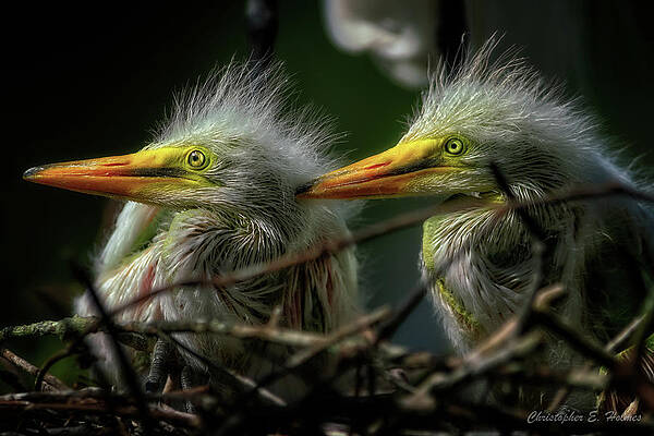 Twins Waiting by Christopher Holmes Twins Waiting by Christopher Holmes