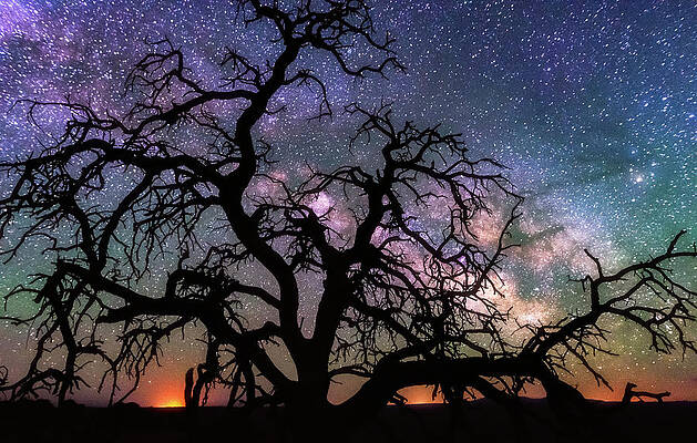 Wall Art - Photograph - Twisted Universe by Darren White