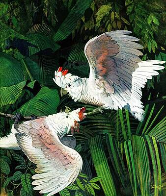 Wall Art - Drawing - Two Cockatoos by Julius Moessel