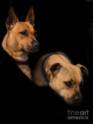 Wall Art - Photograph - Two Dogs by Elaine Teague