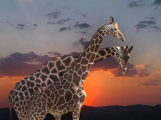 Wall Art - Photograph - Two Girafes by Anna Cseresnjes