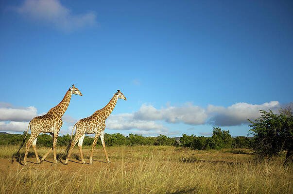 Wall Art - Photograph - Two Giraffe Giraffa Camelopardalis by Heinrich Van Den Berg