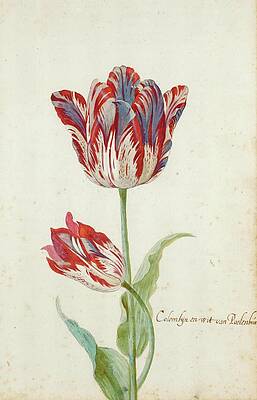 Wall Art - Painting - Two Red And White Tulips by Jacob Marrel
