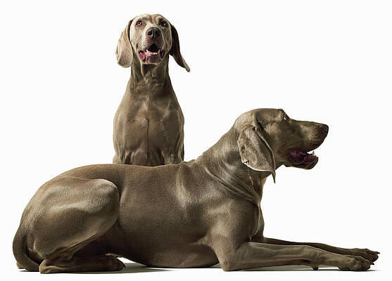 Two Dogs Art For Sale