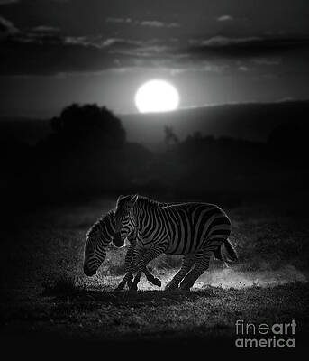 Wall Art - Photograph - Two Zebras Running With Rising Sun In by Kulmiye Chan
