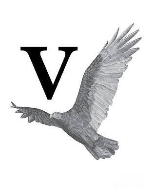 Wall Art - Drawing - V Is For Vulture, 2018 Graphite Pencil And Digital by Stacy Hsu