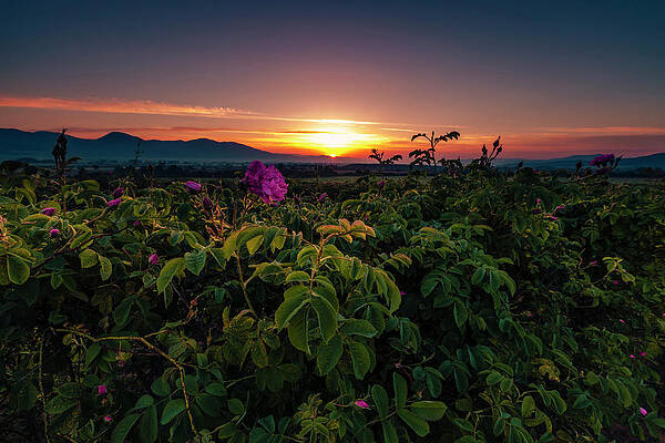Valley of Roses by Evgeni Dinev Valley of Roses by Evgeni Dinev