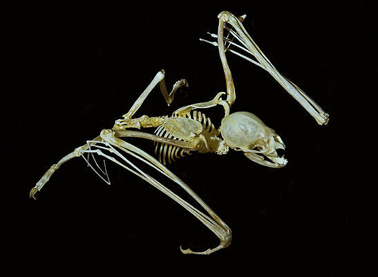 Wall Art - Photograph - Vampire Bat Skeleton by Millard H. Sharp