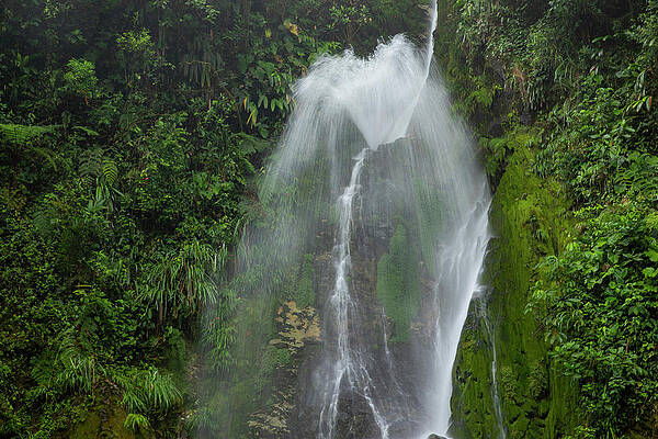 Wall Art - Photograph - Velo De Novia / Bride's Veil Waterfall In The Cloud Forest by Lucas Bustamante / Naturepl.com