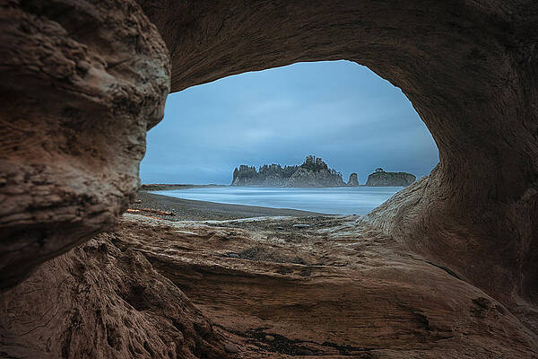 Wall Art - Photograph - View From A Hollow Tree by Lydia Jacobs