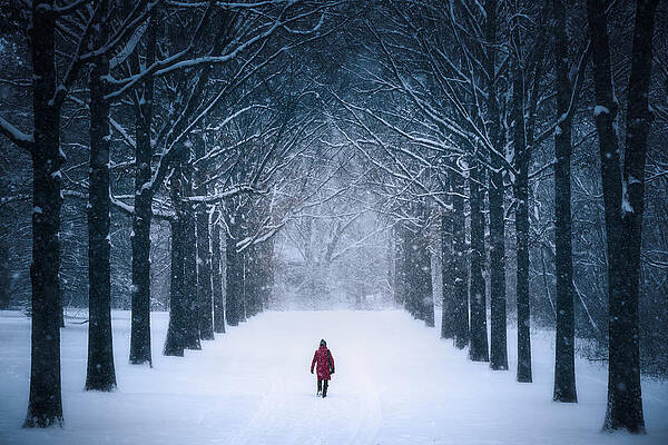 Wall Art - Photograph - Walking Into The Snow by Yimei Sun