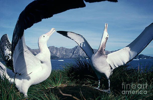 Wall Art - Photograph - Wandering Albatross Courtship Ritual by Science Photo Library