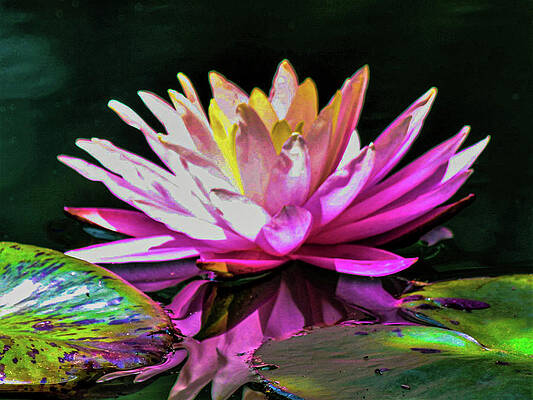 Lily Pad Digital Art Fine Art America